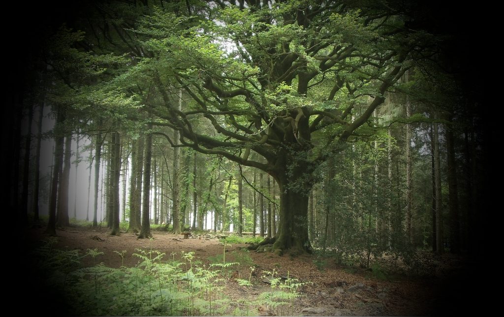 Hêtre de Ponthus foret de brocéliande